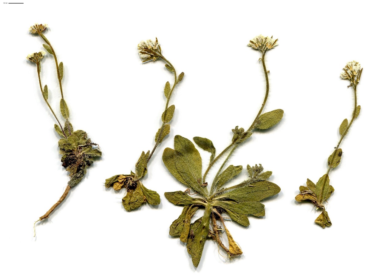 Arabis ciliata (Brassicaceae)